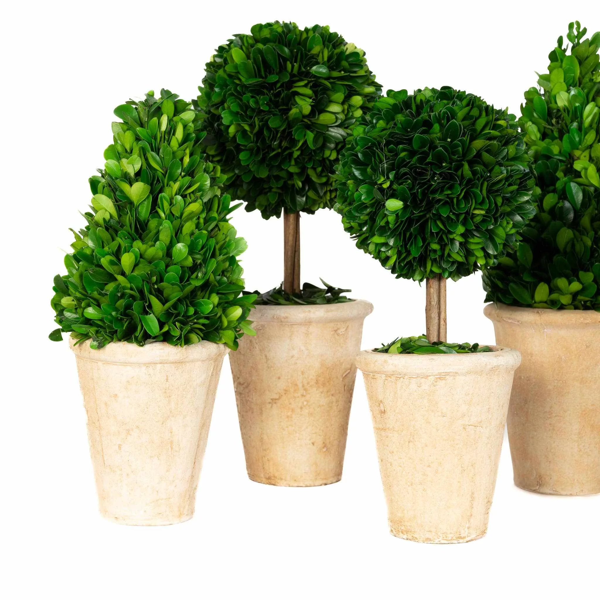 Preserved Boxwood Topiary Assortment - Curated Home Decor