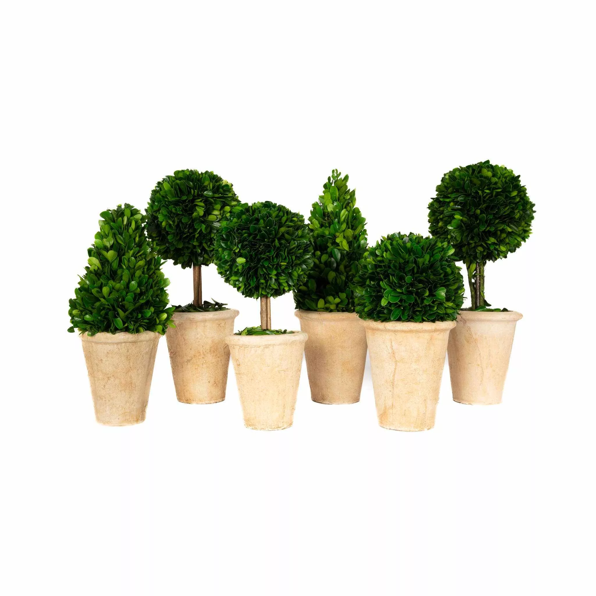 Preserved Boxwood Topiary Assortment - Curated Home Decor