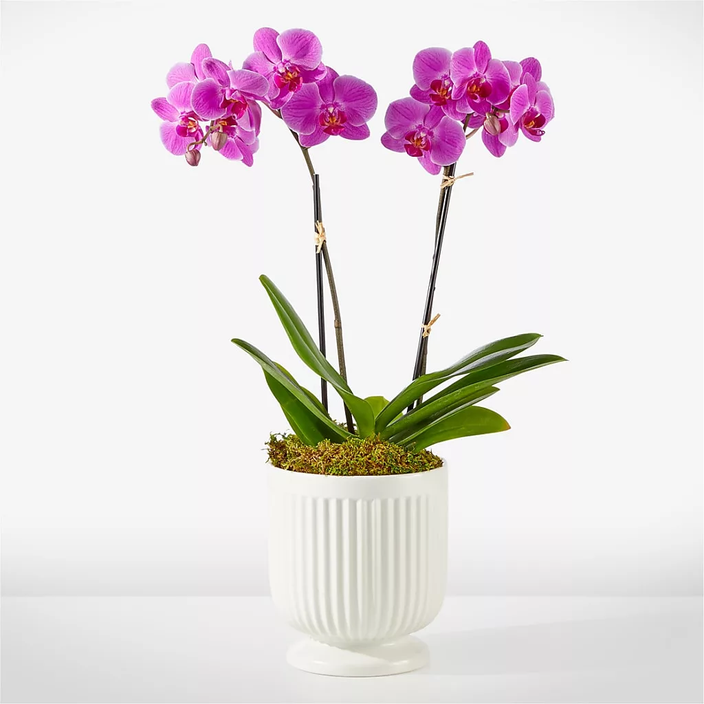 Friendly Fuchsia Orchid