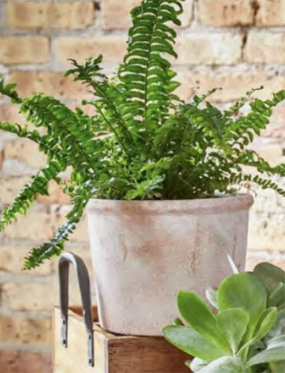 Terracotta Whitewashed Planter Med.