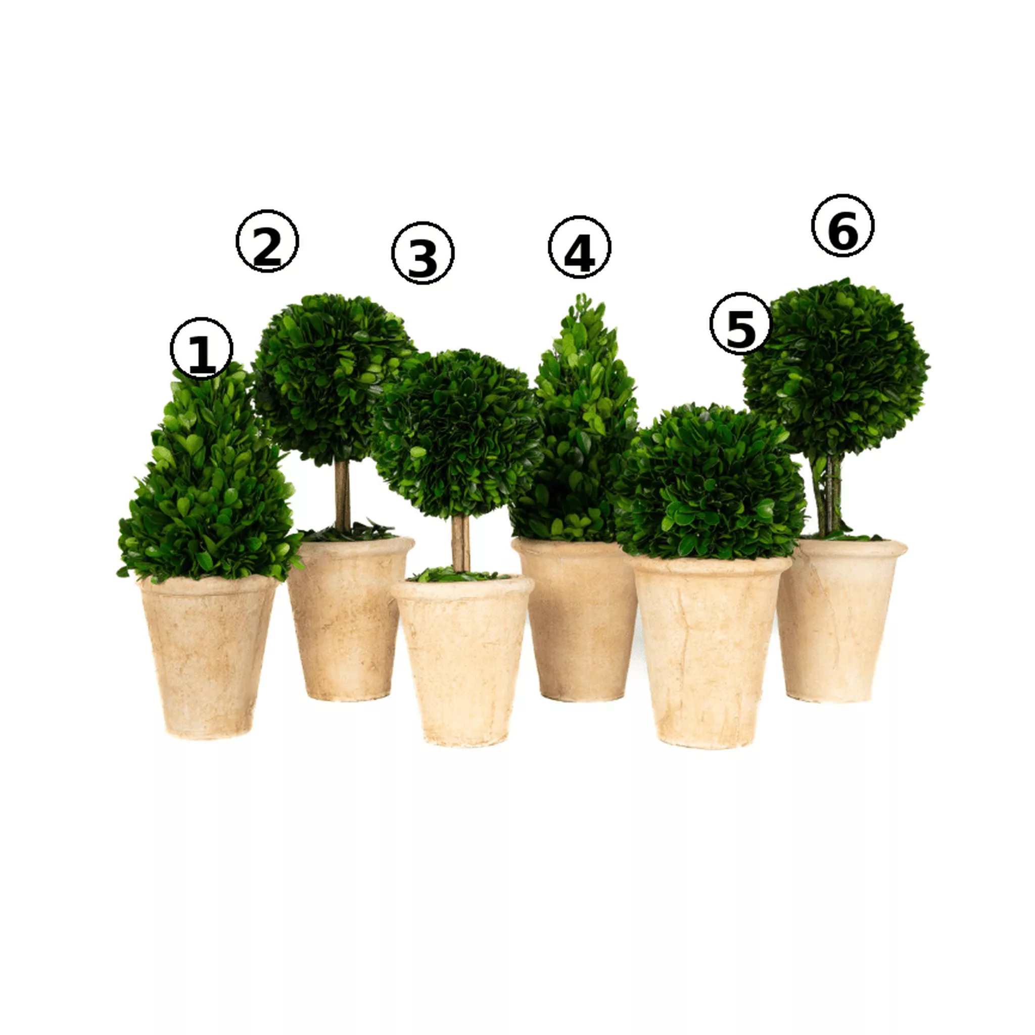 Preserved Boxwood Topiary Assortment