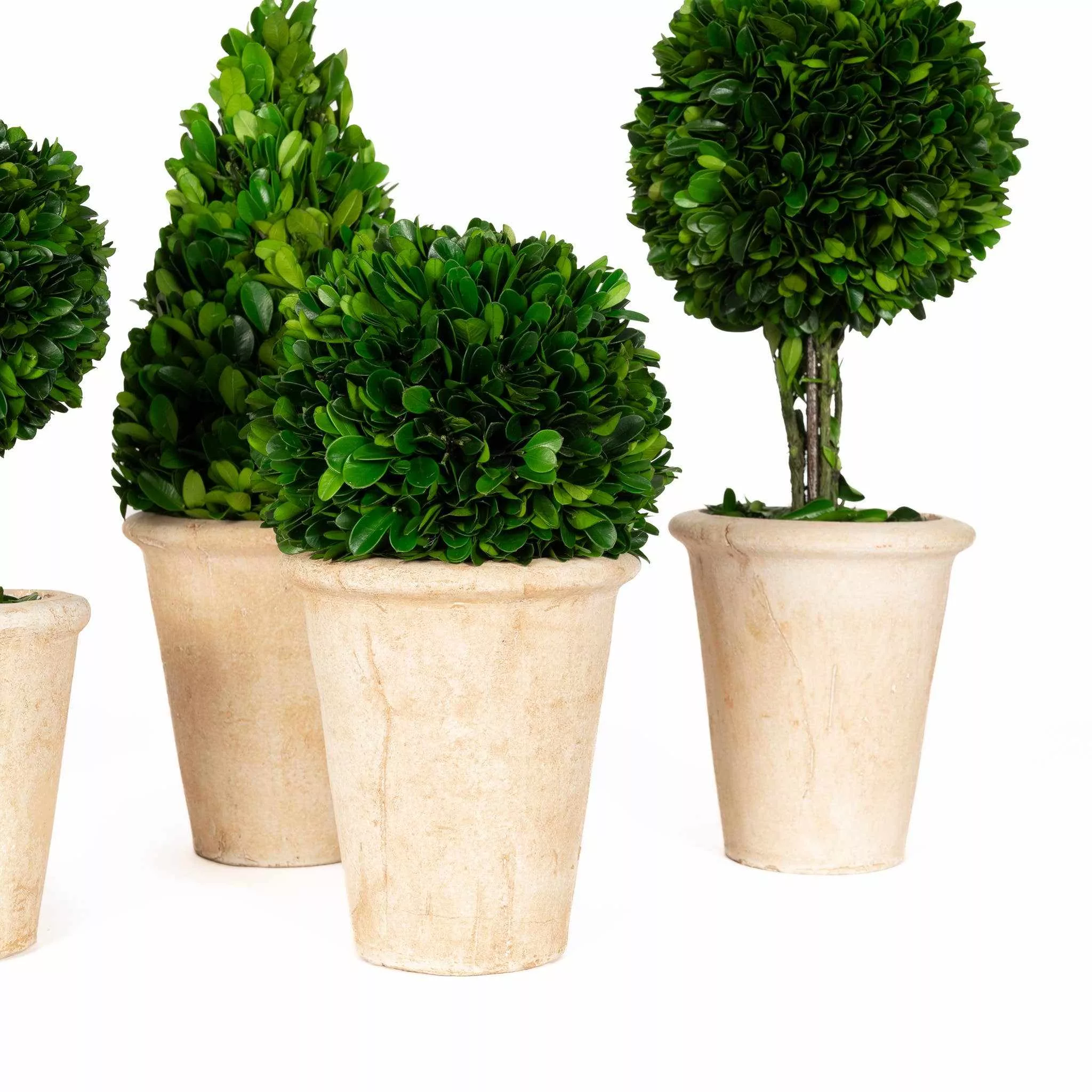 Preserved Boxwood Topiary Assortment - Curated Home Decor