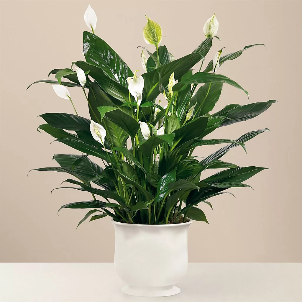 Comfort Planter